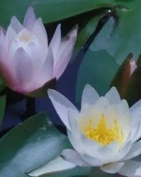 为怎么组词(萎怎么组词)