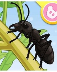 蚂蚁怎么搬家组词造句