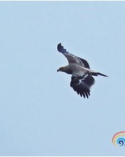 振翅飞翔的正怎么组词