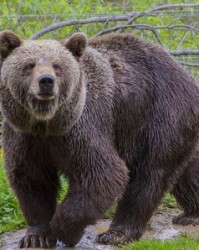 棕熊棕棕怎么组词