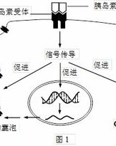 放葡萄糖怎么组词