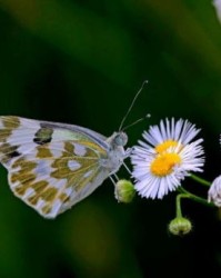 参谋的茅怎么组词