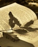 蹈怎么组词(蹭怎么组词)