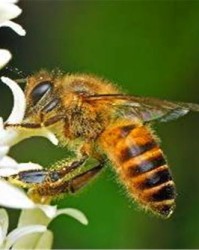 蜜蜂的疯风怎么组词