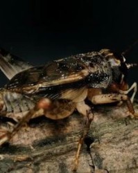 蟋蟀的蟋怎么组词