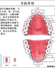 小度刷牙的牙怎么组词