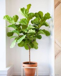 琴叶榕怎么组词