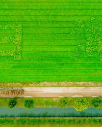 郁郁葱葱的怎么组词