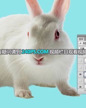 小白兔白又怎么组词