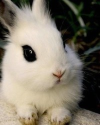 兔子的眼怎么组词呀