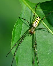 蜘蛛的蜘怎么叫组词