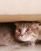 猫猫得躲怎么组词