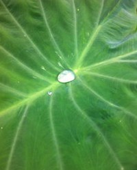 茼蒿怎么组词语