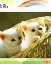 猫怎么读组词