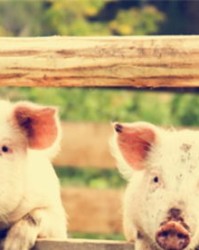 退出猪猪猪怎么组词