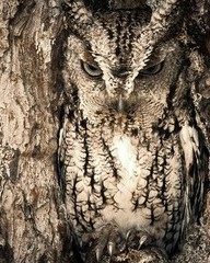 期怎么组词(期怎么组词组词语有哪些)