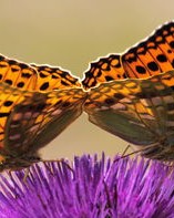 蝴蝶能怎么组词呢