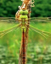 蜻蜓的蜓怎么读组词