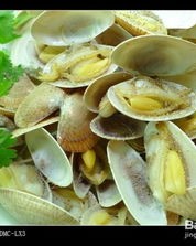 关于花蛤怎么组词的信息