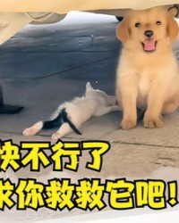 小度狗狗怎么组词的