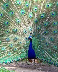 孔雀的雀怎么组词