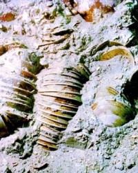 樊字组词(樊这个字怎么组词)