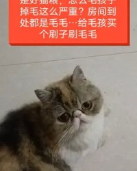 毛毛毛的猫可以怎么组词