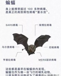 蝙蝠的蝙蝙怎么组词