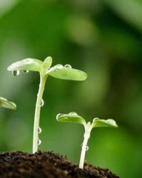 发芽的牙可以怎么组词啊