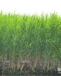 请问芦苇的芦怎么组词