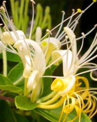 金银花可以怎么组词