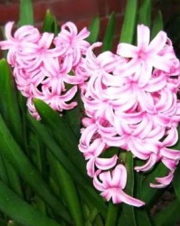 风信子信怎么组词