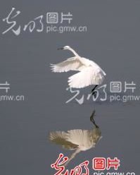 舞蹈的鹭怎么组词