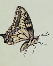 翅膀的翅怎么组词是