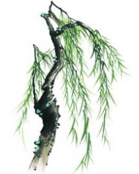 柳树的柳怎么组词