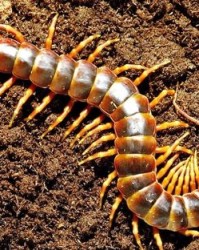 蜈蚣的蜈怎么组词