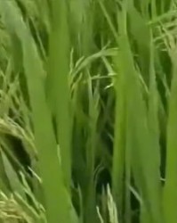 禾苗的禾怎么组词(禾苗的禾怎么组词儿?)