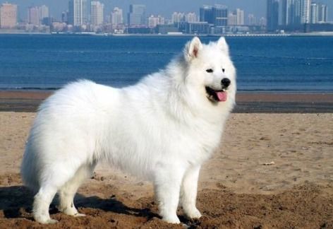 森林的铃铃怎么组词