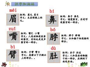 泡毛的毛怎么组词