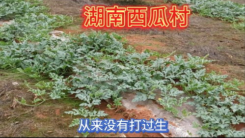 株怎么组词一株 株怎么组词一株