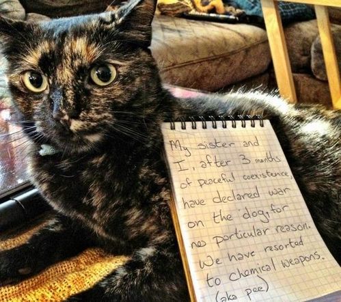 皮猫怎么组词
