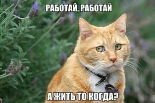 皮猫怎么组词