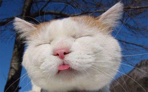 皮猫怎么组词