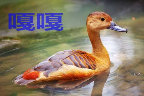 猬绚怎么组词