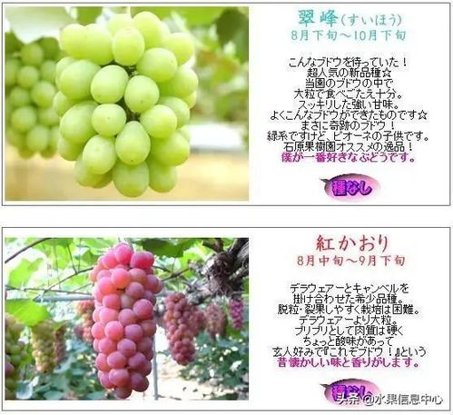 葡萄的萄是怎么组词