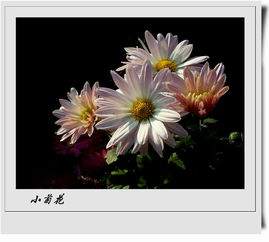 菊怎么读组词