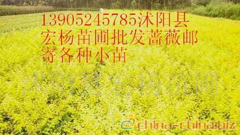 金叶的叶怎么组词 金叶的叶怎么组词