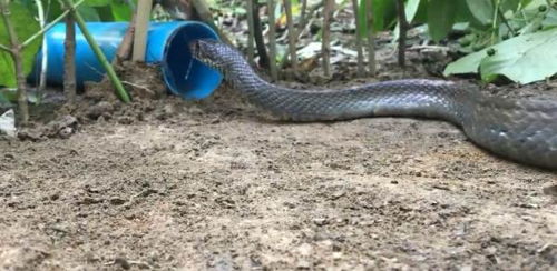 小度蛇蛇怎么组词