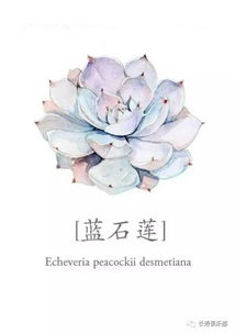 石莲的莲怎么组词