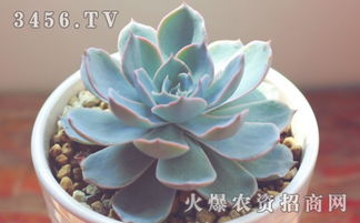石莲的莲怎么组词